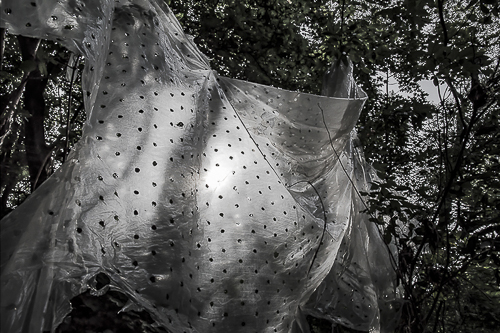 Lochfolie hängt im Gegenlicht im Baum